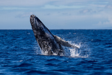 Humpback Whale Baby Breaching near Lahaina, Maui, Hawaii