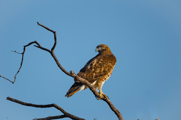 Reach 11 Redtail Hawk