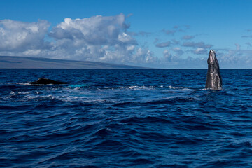 Humpback Whale Baby Breaching near Lahaina, Maui, Hawaii