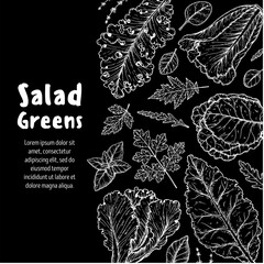 Salad greens sketch set. Hand drawn vector illustration. Cooking salad. Vegan food.