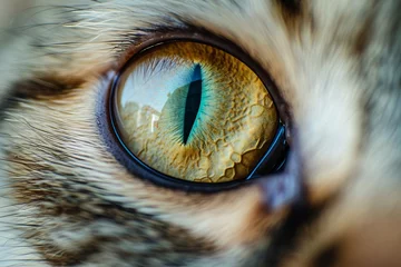 Crédence de cuisine en verre imprimé Séoul Captivating close-up of a cat's eye Showcasing the intricate details and vibrant color. a mesmerizing look into the soul of a feline