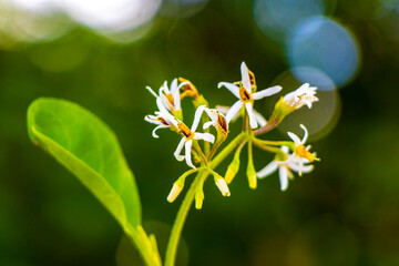 Fototapeta premium White yellow flowers and plants tropical Caribbean jungle nature Mexico.
