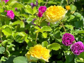 Beautiful roses flowers yellow and pink in the garden 