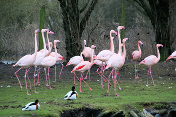 A view of some Flamingo's at Martin Mere Nature Reserve