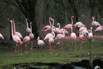 A view of some Flamingo's at Martin Mere Nature Reserve