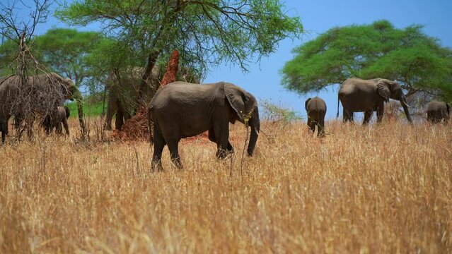 Herd of Elephants in Africa walking through the grass in Tarangire National Park, Tanzania