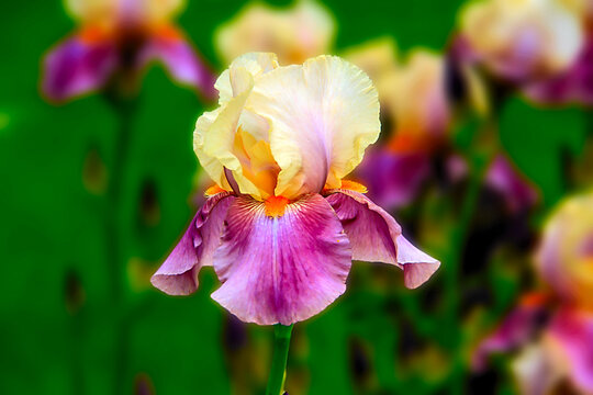 - multicolored iris - a beautiful garden flower in summer