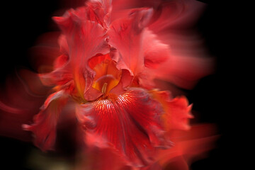 - red iris - a beautiful garden flower in summer time