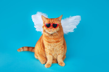 Angel cupid orange cat with in sunglasses and angel wings on blue background. Valentines Day concept