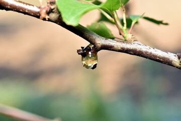 A drop of resin on a cherry branch.