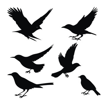 Bird silhouettes set silhouette of birds collection vector illustration