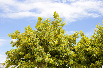 Yellow and green leaves of ficus altissima variegata tree