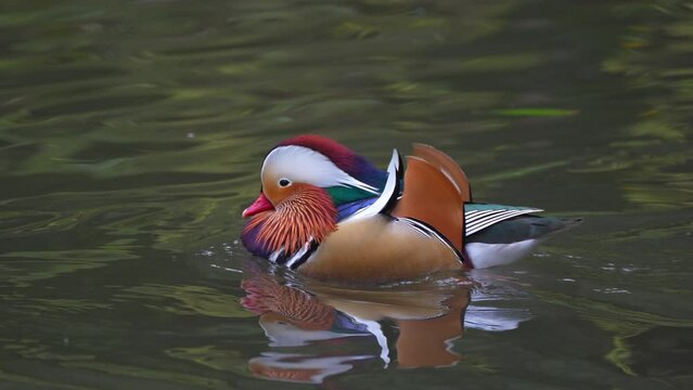 close up of mandarin duck swims