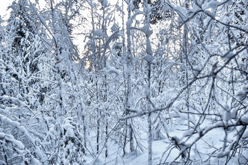 Dense snow-covered winter forest on a frosty day. Tree branches covered with white frost.