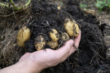 Fresh Baby Potato in soil ground. Crop Just Dug Out Of The Ground on farm. Hand holding dirty...