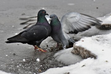pigeon on the frozen beach
