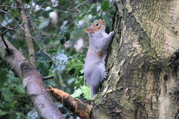 A close up of a Grey Squirrel
