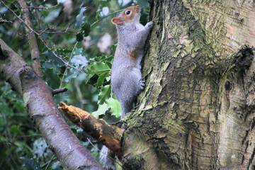 A close up of a Grey Squirrel