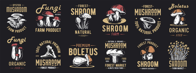 Forest mushroom boletus set of porcini, king bolete. Vegetarian fungus boletus for food. Nature fungi for healthy nutrition, mushroom picking © Casoalfonso