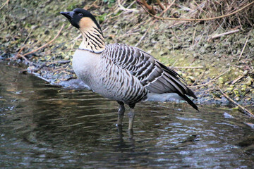 A close up of a Hawaiian Goose