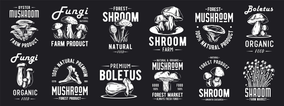 Forest mushroom boletus set of porcini, king bolete. Vegetarian fungus boletus for food. Nature fungi for healthy nutrition, mushroom picking