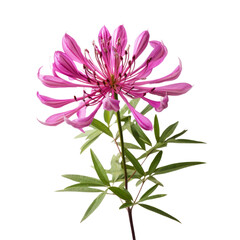 flower - Baby Pink .tone. Carnation (Red): Deep love and admiration Cleome: Silliness