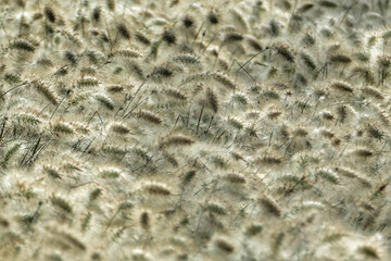 Texture of grain field