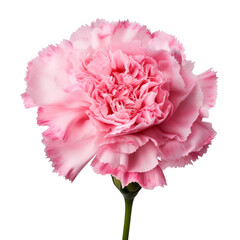 flower  - Baby Pink .tone. Carnation (Red): Deep love and admiration