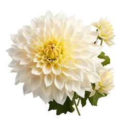 flower  - beautiful.White tone. Dahlia: Elegance and dignity
