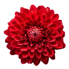 flower Blood Red .tone. Chrysanthemum (Red): Love and deep passion