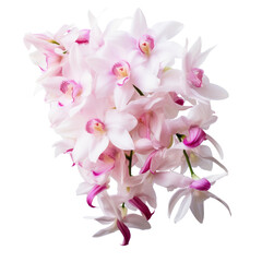 Blush Pink flower tone. Dendrobium Orchid flower : Refinement