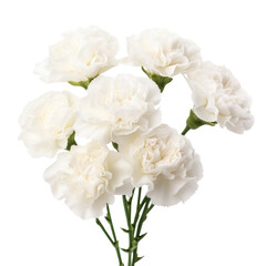 bouquet White flower tone. Carnation (White) flower : Pure love and luck