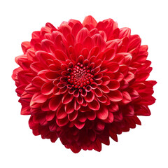Cherry Red .tone. Chrysanthemum (Red): Love and deep passion .. (2)