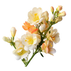 flower - Coral Orange flower tone. Freesia flower : Innocence and thoughtfulness