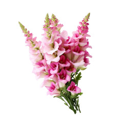 flower Coral Pink . Foxglove: Sincerity and love