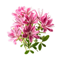 Coral Pink .tone. Carnation (Red): Deep love and admiration Cleome: Silliness flower 