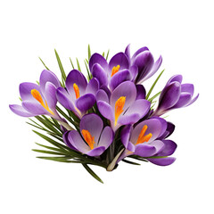 flower  cute. flower purple tone. Crocus: Cheerfulness