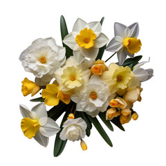 Obraz premium elegant.white and yellow tone. Daffodil: New beginnings and rebirth