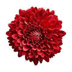  Fire Engine Red .tone. Chrysanthemum (Red): Love and deep passion