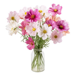flowers.Baby Pink . Cosmos: Order, peace, and beauty