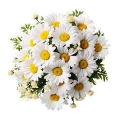 Fototapeta premium flower- leaf. White tone. Daisy: Innocence and purity