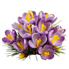 Obraz na płótnie Canvas flower lovely.purple tone. Crocus: Cheerfulness