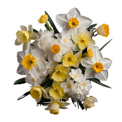 flower- lovely.white and yellow tone. Daffodil: New beginnings and rebirth