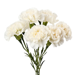 flower lovely.White tone. Carnation (White): Pure love and luck