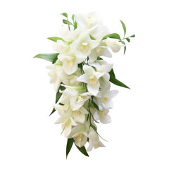  lovely.White tone.Dendrobium Orchid: Refinement