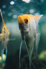 Peces de mar