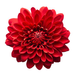 Maroon Red .tone. Chrysanthemum (Red): Love and deep passion