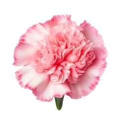  Raspberry Pink.tone. Carnation (Red): Deep love and admiration