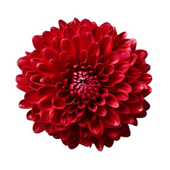  Rust Red .tone. Chrysanthemum (Red): Love and deep passion