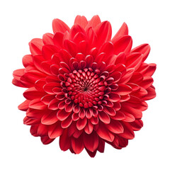 Ruby Red.tone. Chrysanthemum (Red): Love and deep passion